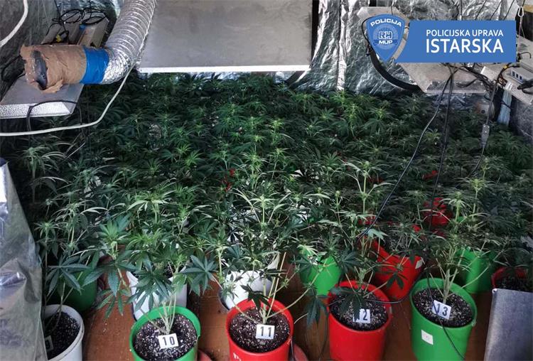 Slika /2022/konopljapula3.jpg