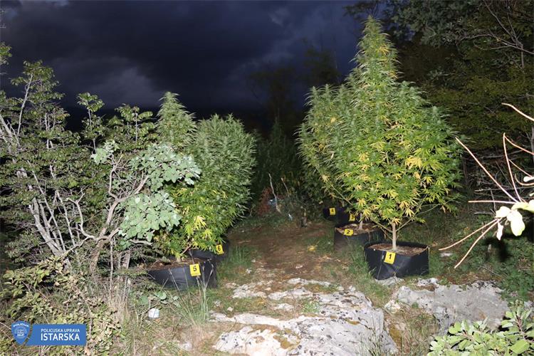 Slika /2022/marihuana.nasad.buzet1.jpg