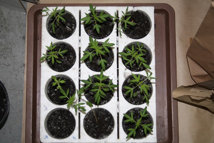 Slika PU_I/vijesti/stabljike-cannabisw.jpg
